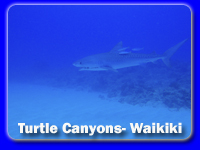 tiger shark in Hawaii